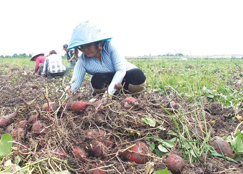 ប្រជាកសិករនៅឃុំ ថាញ់ទ្រុង ស្រុក ប៊ិញតឹន (ខេត្ត វិញឡុង) ប្រមូលផលដំឡូងជ្វាពណ៌ស្វាយ ជប៉ុន