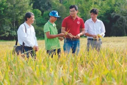 កម្មាភិបាលផ្នែកកសិកម្មស្រុកនិងការិយាល័យជនជាតិស្រុក ត្រាគូ (ខេត្ត ត្រាវិញ) អញ្ជើញទស្សនាទម្រង់រូបភាពដាំស្រូវគុណភាពខ្ពស់របស់សមាជិកសហករណ៍ជនជាតិ ខ្មែរ មួយនៅសហករណ៍កសិកម្ម ឡុងហៀប