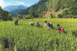 មាមីងបងប្អូននៅភូមិ ហាស៊ី - ហានេ ចំណុះឃុំ ប៉ាអ៊ូ ស្រុក មឿងតែ (ខេត្ត ឡាយចូវ) មានស្បៀងអាហារបំពេញតម្រូវការជីវភាពរស់នៅ