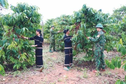 ដល់រដូវប្រមូលផលកសិផល កម្មាភិបាល យុទ្ធជនប៉ុស្តិ៍ការពារព្រំដែនខេត្ត យ៉ាឡាយ ជួយបងប្អូនជនជាតិនៅតំបន់ព្រំដែនប្រមូលផល