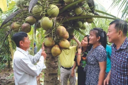 ដូងខ្ទិះស្រុក កូវកែ