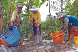 រដូវបង្កងដៃវែងឆ្នាំ ២០២២ កសិករខេត្ត កាម៉ៅ ប្រមូលផលជាមធ្យមពី ៣០០ ដល់ ៤០០ គីឡូក្រាមក្នុងមួយហិកតាដោយឡែកមានក្រុមគ្រួសារមួយចំនួនប្រមូលផលបានរហូតដល់ ៥០០ គីឡូក្រាមក្នុងមួយហិកតា