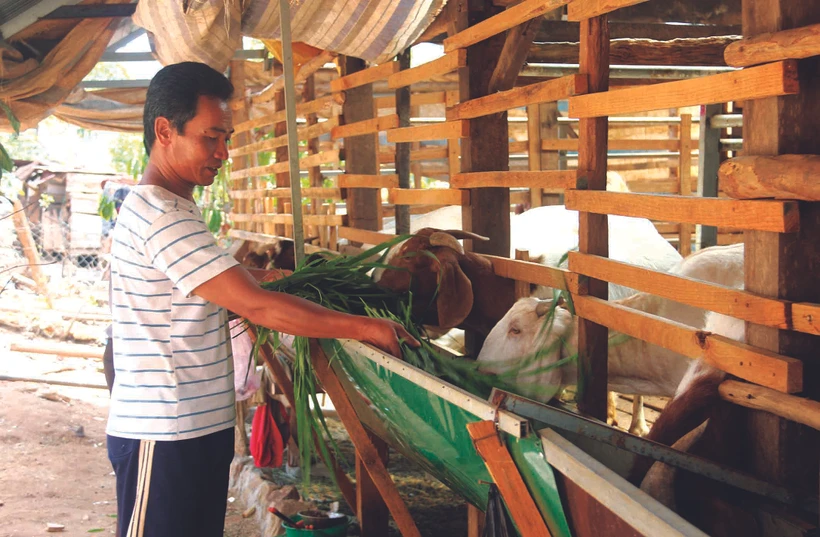 ស្រុក យីលិញ ជំរុញយ៉ាងខ្លាំងក្លាការអភិវឌ្ឍប្រភេទសត្វចិញ្ចឹមដែលងាយស្រួលក្នុងការថែទាំ ផ្តល់ប្រសិទ្ធភាពសេដ្ឋកិច្ចខ្ពស់នៅឃុំឆ្ងាយដាច់ស្រយាល បាវធន់