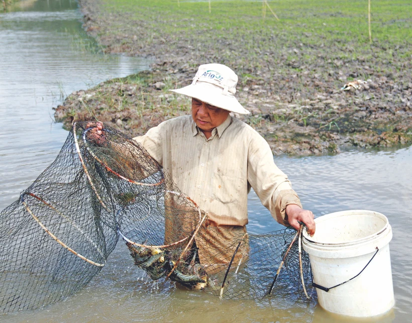 ប្រសិទ្ធភាពពីគំរូចិញ្ចឹមបង្កង - ដាំស្រូវនៅស្រុក វិញធន់