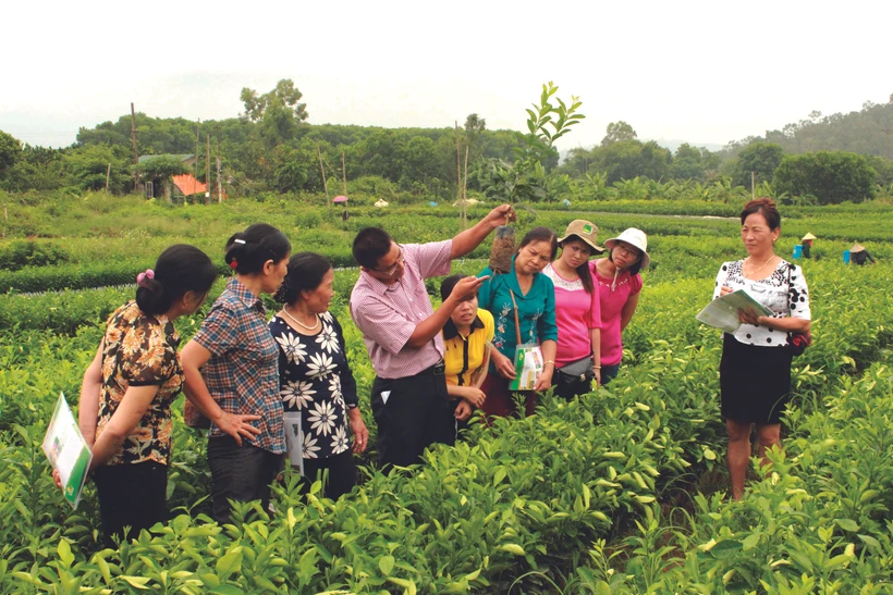 ហាណូយ ផ្តោតជាសំខាន់លើប្រសិទ្ធភាពនៃការបណ្តុះបណ្តាលវិជ្ជាជីវៈជូនពលករជនបទ