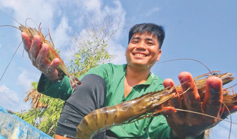 បង្កងចិញ្ចឹមបណ្តោយតាមធម្មជាតិសម្រេចបានគុណភាពល្អនៅភូមិ ៦ ឃុំ លឿងងៀ