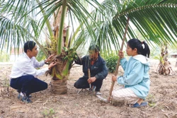 ត្រូវបានកម្មាភិបាលជំរុញកសិកម្មណែនាំពីរបៀបថែទាំដូង គ្រួសារបង ឌិញ ហ៊្មីត នៅភូមិ លើត ឃុំ ងៀអាន ស្រុក ក្បាង ខិតខំប្រឹងប្រែងរួចផុតពីភាពក្រីក្រនាឆ្នាំ ២០២៤