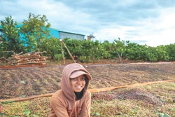 រដូវប្រមូលផលកាហ្វេនៅ តីង្វៀន