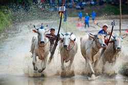 បណ្តាក្រុម​ប្រកួតនៅពិធីបុណ្យប្រណាំងគោនៅ​វត្ត​រោទ៍