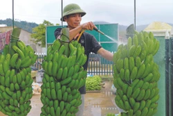 ឃុំ ដាក្នាង ជំរុញខ្លាំងក្លាការបង្កបង្កើនផលកសិកម្មដើម្បីលុបបំបាត់ភាពក្រីក្រ