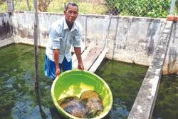 ដោយមានស្មារតីឧស្សាហ៍ព្យាយាម ចូលចិត្តរៀនសូត្រក្នុងការងារធ្វើពលកម្ម ផលិតកម្ម ទម្រង់រូបភាពចិញ្ចឹមកន្ធាយ កន្ធាយអាស៊ី របស់គ្រួសារលោក លី សន់ជនជាតិ ខ្មែរ នៅភូមិ ដឿងដាវ ឃុំ ហូ ធីគី ស្រុក ធើយប៊ិញ ផ្តល់ប្រាក់ចំណូលរាប់រយលានដុងក្នុងមួយឆ្នាំ