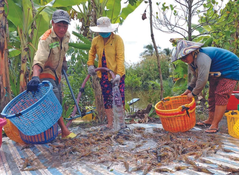 រដូវបង្កងដៃវែងឆ្នាំ ២០២២ កសិករខេត្ត កាម៉ៅ ប្រមូលផលជាមធ្យមពី ៣០០ ដល់ ៤០០ គីឡូក្រាមក្នុងមួយហិកតាដោយឡែកមានក្រុមគ្រួសារមួយចំនួនប្រមូលផលបានរហូតដល់ ៥០០ គីឡូក្រាមក្នុងមួយហិកតា