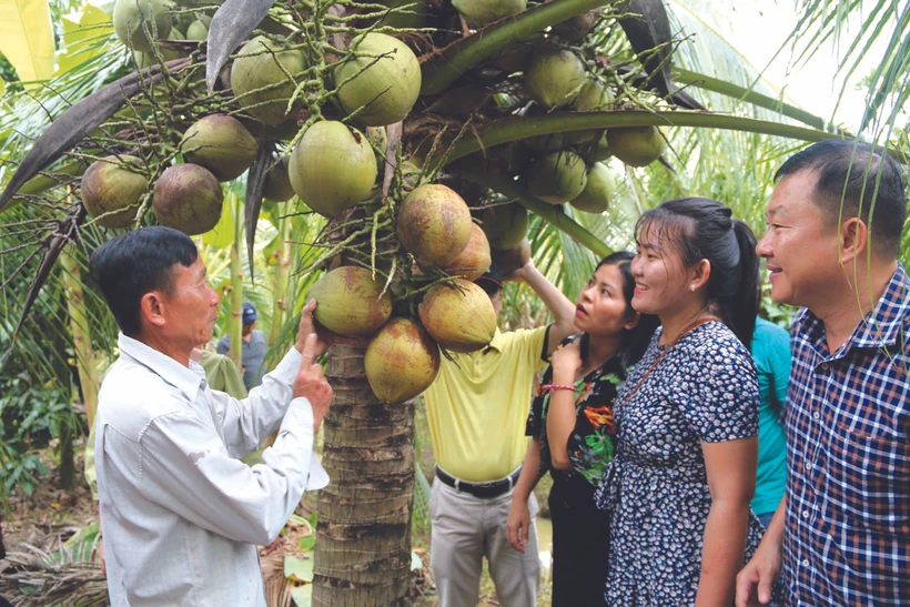 ដូងខ្ទិះស្រុក កូវកែ