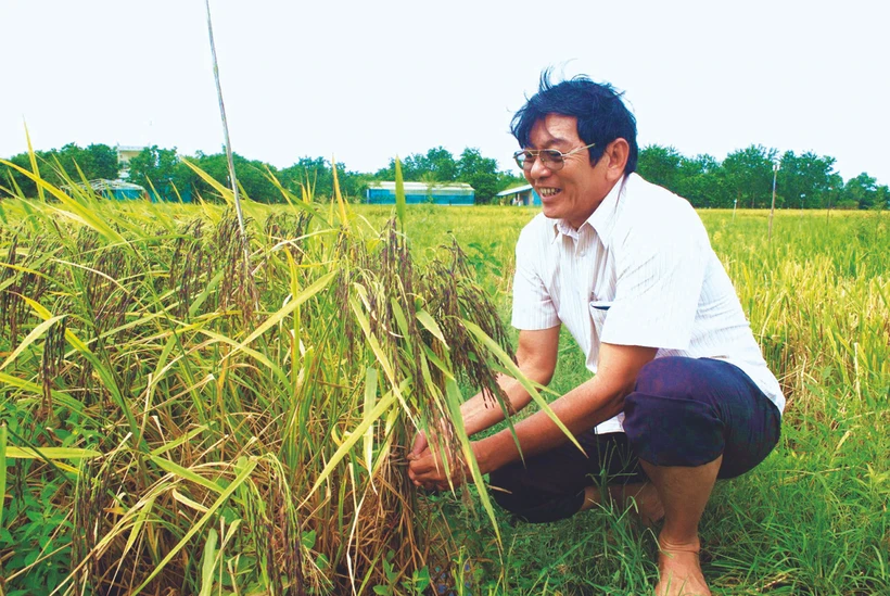 ST25 - មោទនភាពពាណិជ្ជសញ្ញាអង្ករ វៀតណាម