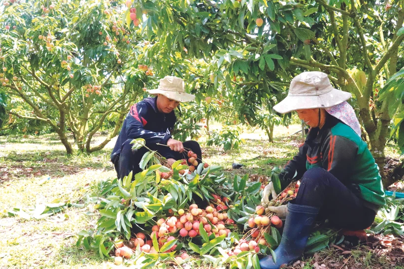 រដូវគូលែនឆ្នាំនេះធាតុអាកាសអំណោយផល តម្លៃលក់ក៏ខ្ពស់គួរសម ផ្គត់ផ្គង់មិនគ្រប់តម្រូវការបានជាកសិករដាំគូលែននៅលើខ្ពង់រាប ដាក់ឡាក់ សោមនស្សរីករាយ