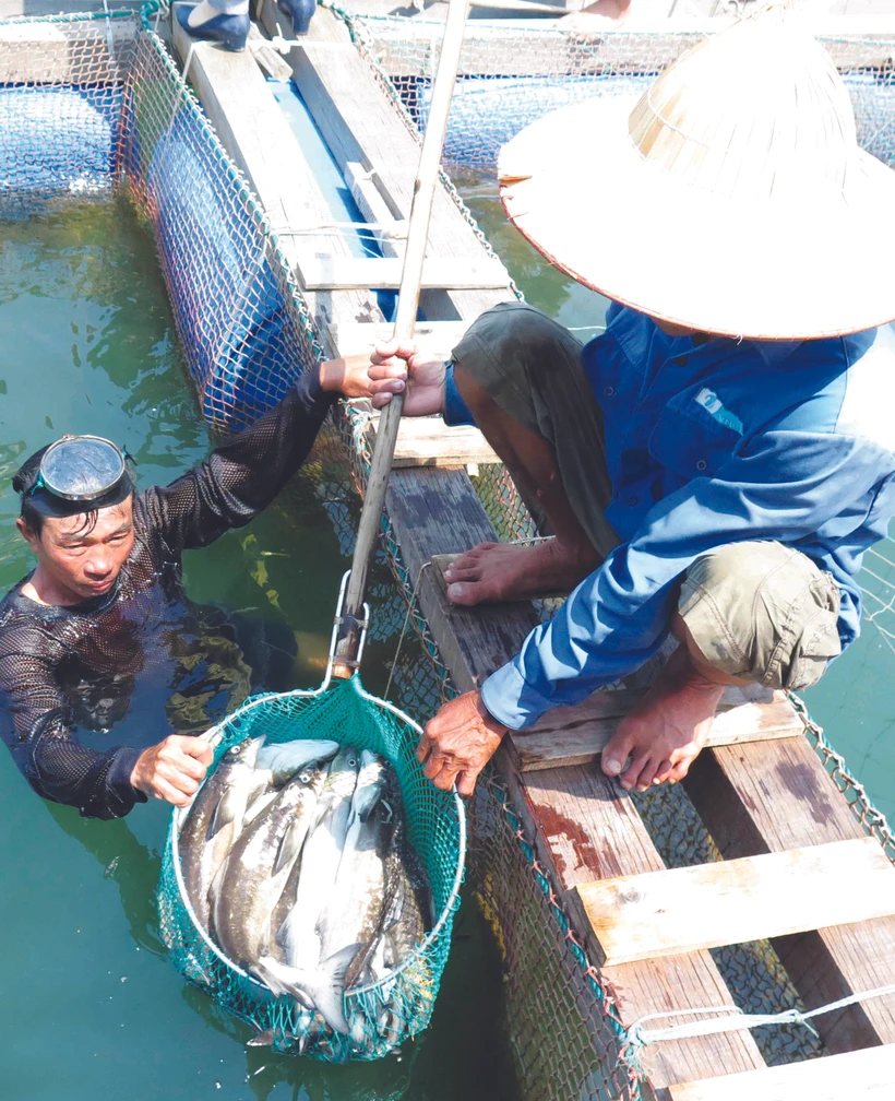 ប្រជានេសាទកោះ លីសឺន ទាញយកផលត្រីចិញ្ចឹមក្នុងទ្រុងនៅសមុទ្រ