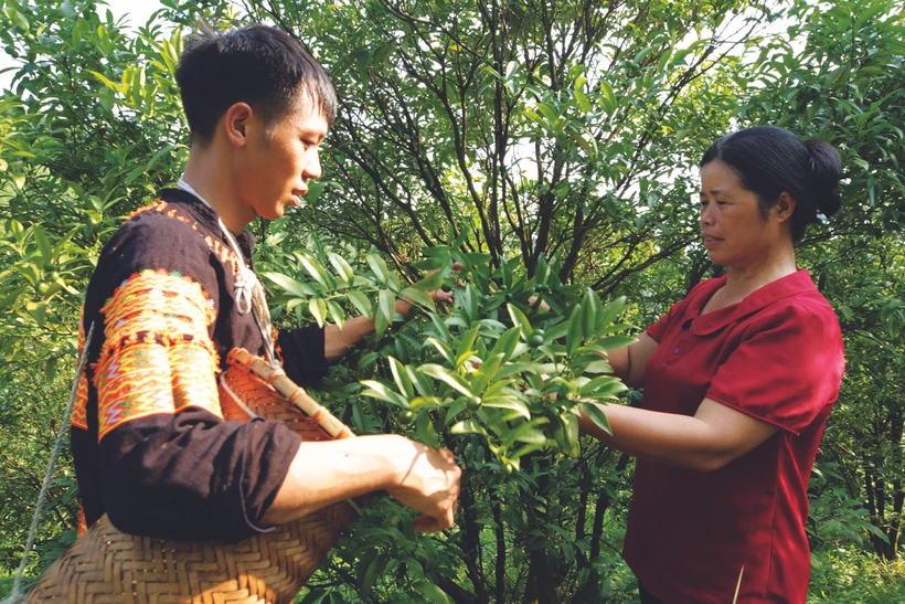 ក្រូចឆ្មារព្រៃ ម៉ូវសឺន